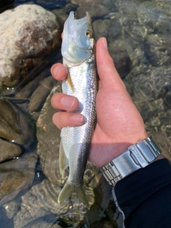 ハスの釣果