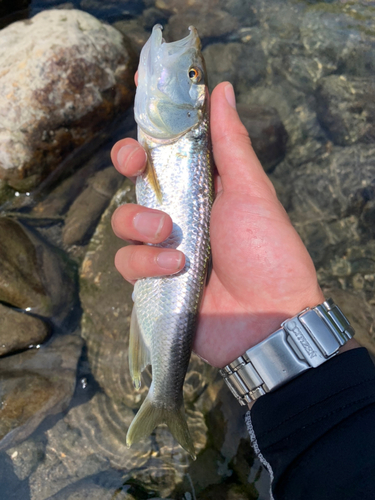 ハスの釣果