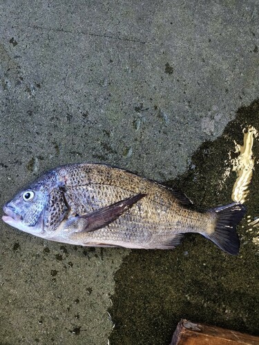 チヌの釣果