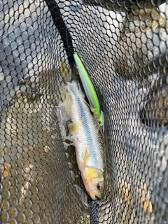 カワムツの釣果