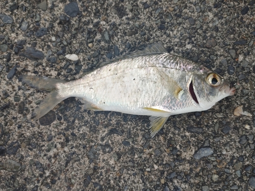 クロサギの釣果