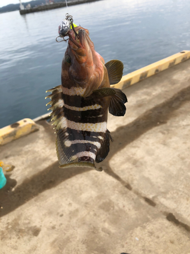 アオハタの釣果