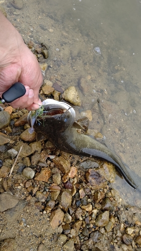 ナマズの釣果