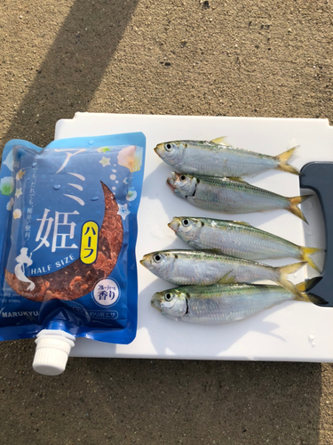 サッパの釣果