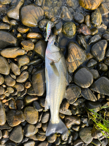 スズキの釣果