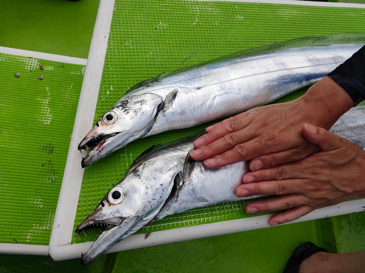 東京湾のおっさんさんの釣果 2枚目の画像