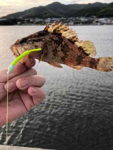 タケノコメバルの釣果