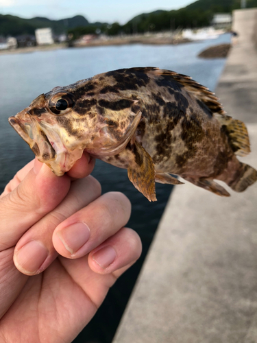 タケノコメバルの釣果