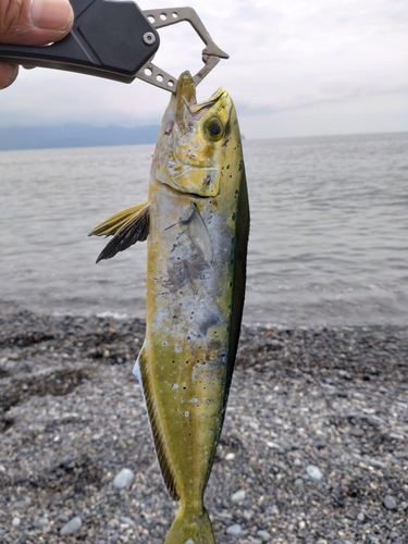 シイラの釣果