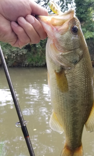 ブラックバスの釣果