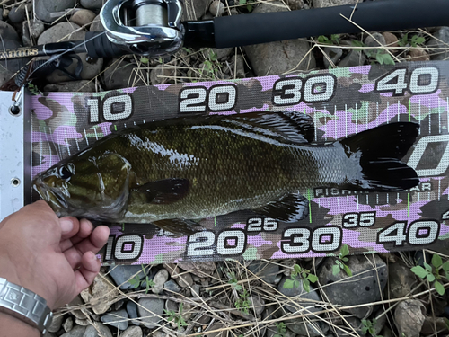 スモールマウスバスの釣果