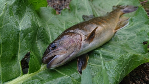 ヤマトイワナの釣果