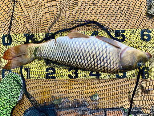 コイの釣果