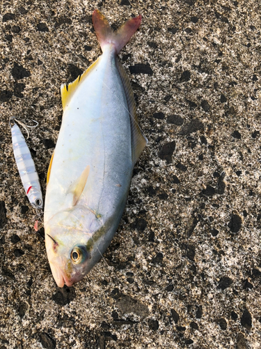 ショゴの釣果