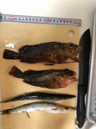 カマスの釣果