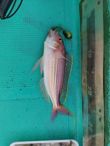 イトヨリダイの釣果