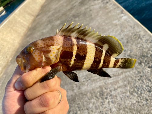 アオハタの釣果