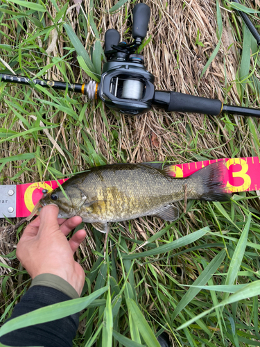 スモールマウスバスの釣果