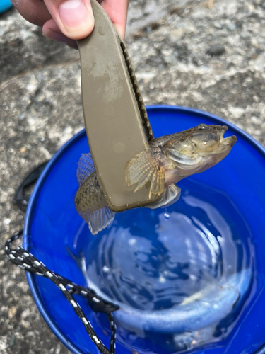 ウロハゼの釣果