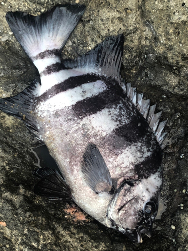 イシダイの釣果