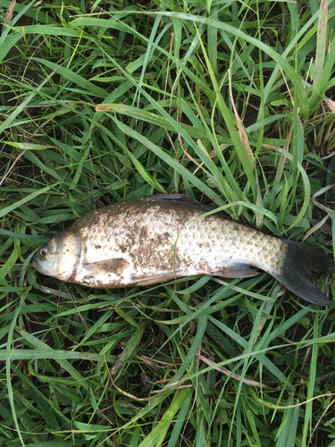 マブナの釣果