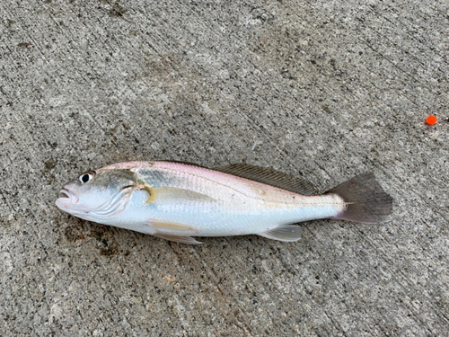 イシモチの釣果