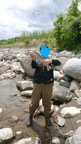 イワナの釣果