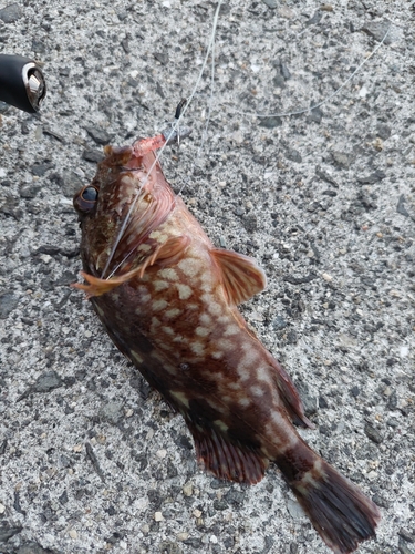 カサゴの釣果