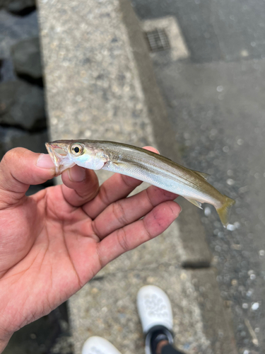 カマスの釣果