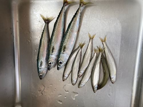 サバの釣果