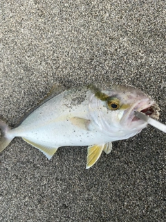 ショゴの釣果