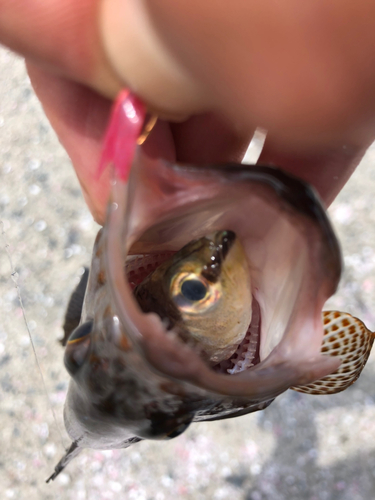 ネンブツダイの釣果