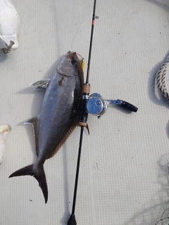 カンパチの釣果