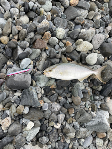 ショゴの釣果