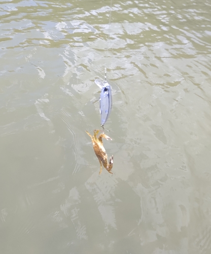 カニの釣果