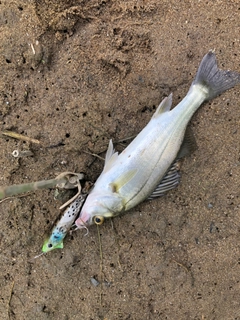 セイゴ（マルスズキ）の釣果