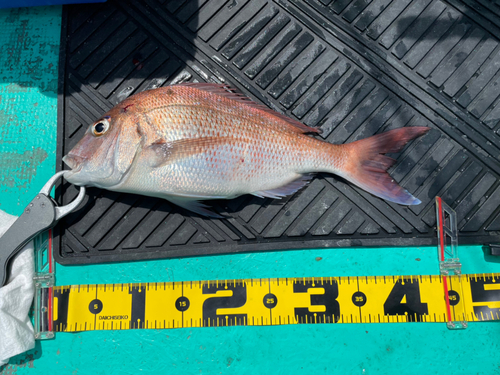 マダイの釣果