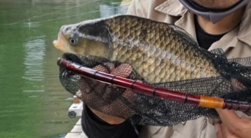 ヘラブナの釣果