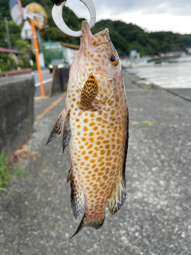 オオモンハタの釣果