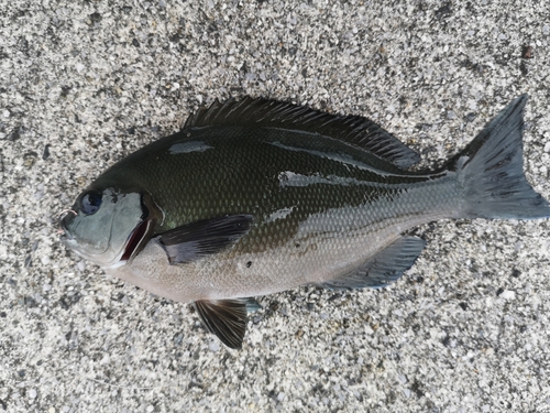 グレの釣果