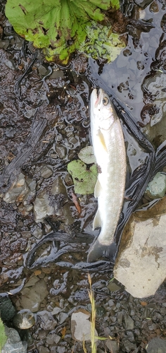 アメマスの釣果