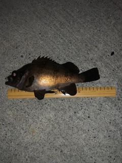 メバルの釣果
