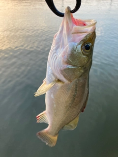 セイゴ（マルスズキ）の釣果