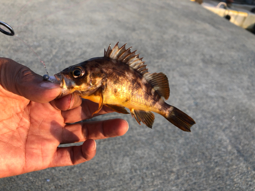 メバルの釣果