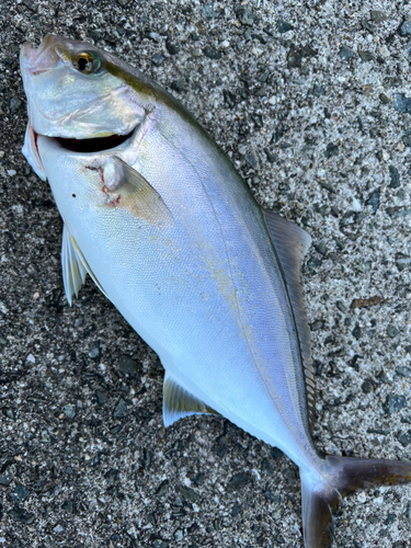 シオの釣果