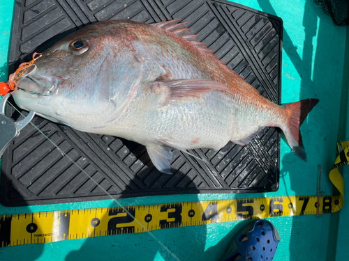 マダイの釣果