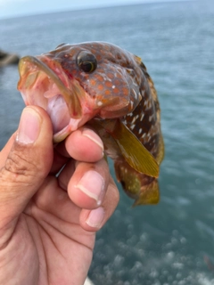 キジハタの釣果