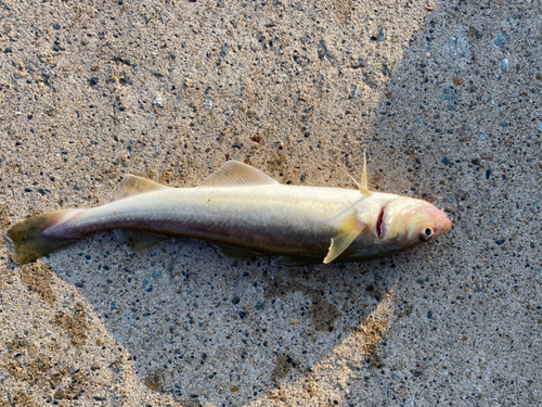 コマイの釣果