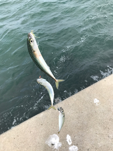 サバの釣果