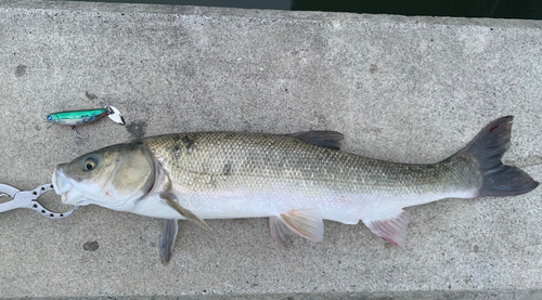 ニゴイの釣果